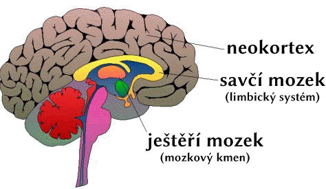 Mozek struktura